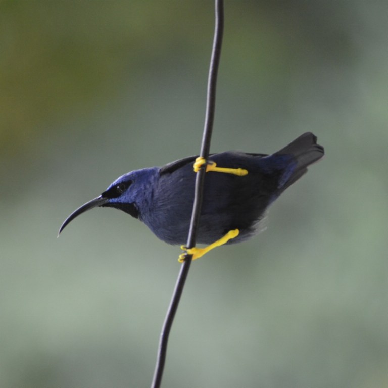 Asa Wright Nature Center
