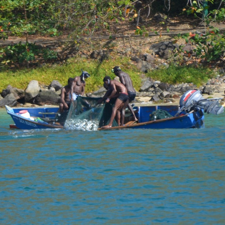 Erste Überfahrt nach Martinique - Fische
