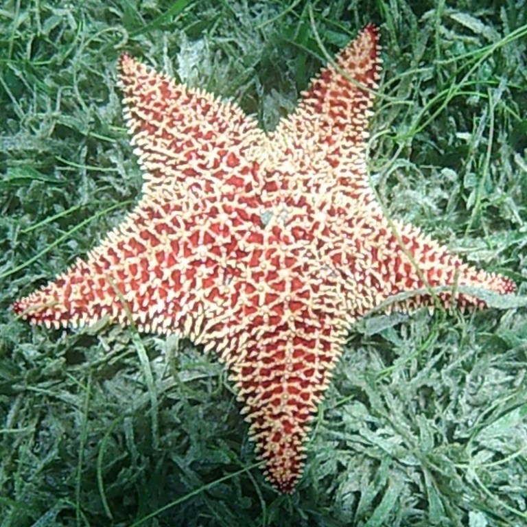 Unterwasserwelt, Martinique