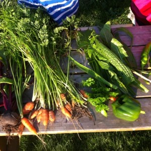 09-14 Ernte Holland (2)